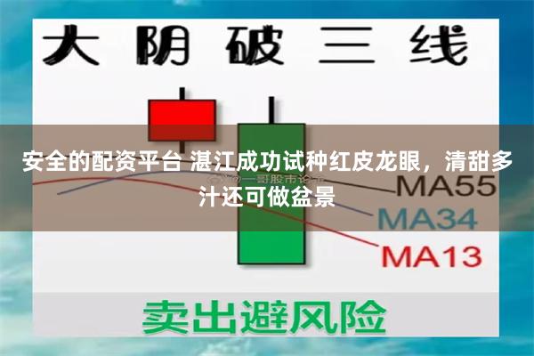 安全的配资平台 湛江成功试种红皮龙眼，清甜多汁还可做盆景