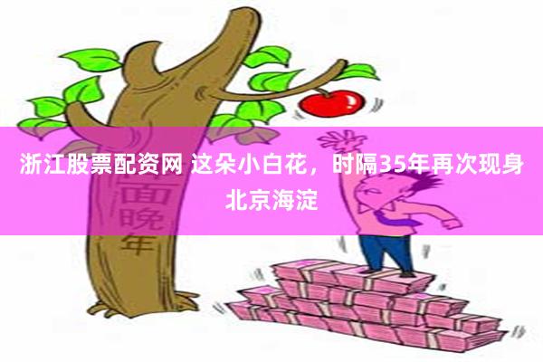 浙江股票配资网 这朵小白花，时隔35年再次现身北京海淀
