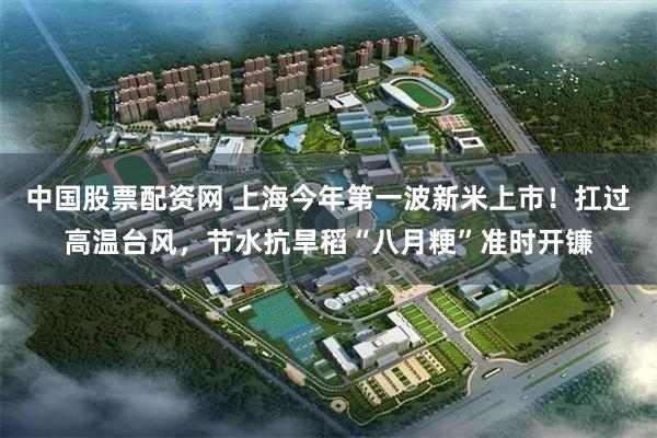 中国股票配资网 上海今年第一波新米上市！扛过高温台风，节水抗旱稻“八月粳”准时开镰